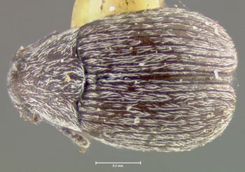 Media type: image; Entomology 25045   Aspect: habitus dorsal view